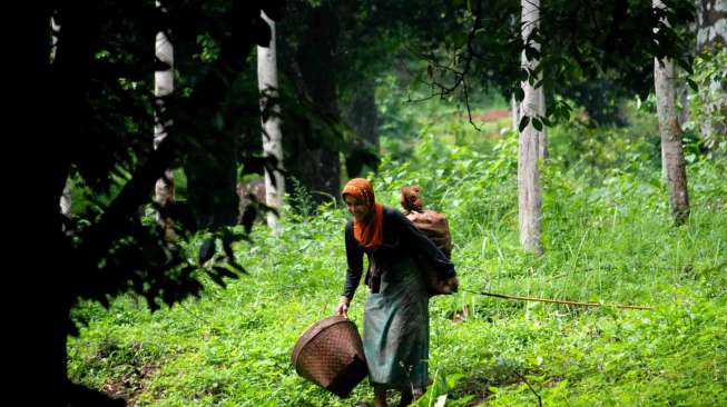 Jejak Kejayaan Pala Nusantara