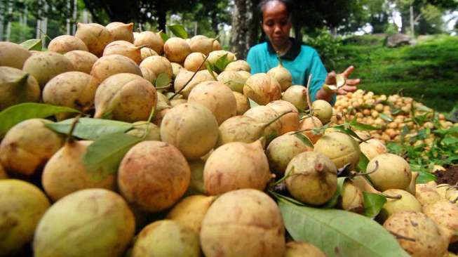 Jejak Kejayaan Pala Nusantara