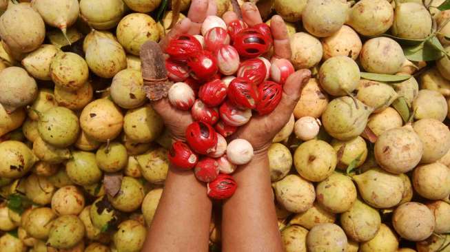 Kebun seluas 166 hektare yang kini dikelola PT Perkebunan Nusantara (PTPN) IX tersebut memproduksi buah pala sejak 1913.