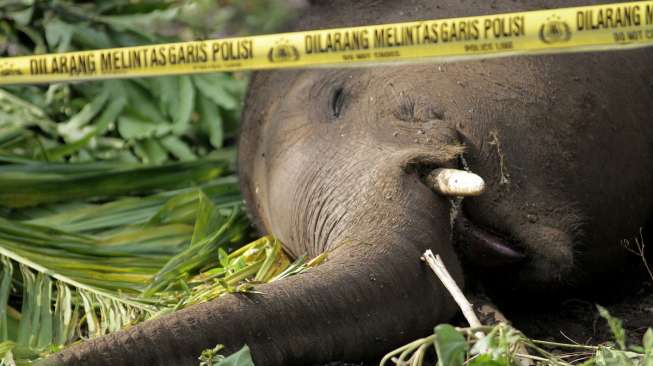 Lagi, Gajah Sumatera Mati di Tengah Kebun Konsesi Perusahaan di Riau