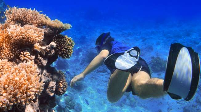 Di Pulau Tabuhan, Kita Bisa Bercanda Dengan Hiu