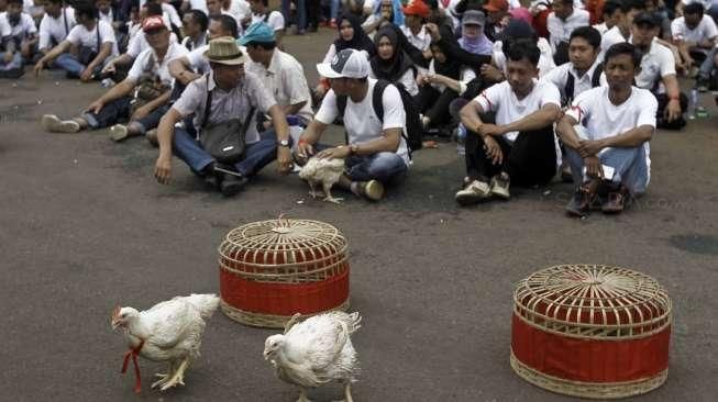 Peternak Boyong Ayam ke Istana