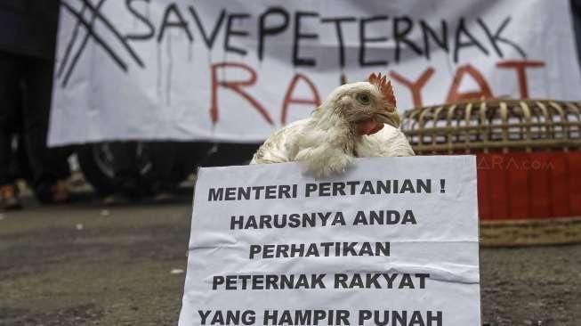 Peternak Boyong Ayam ke Istana