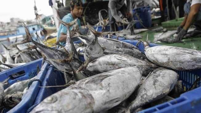 Potensi Ikan Tangkap Capai 130 Ton