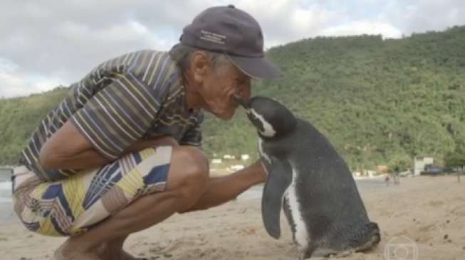 Mengharukan, Penguin Renang 8.000 Km Temui Nelayan Penyelamatnya