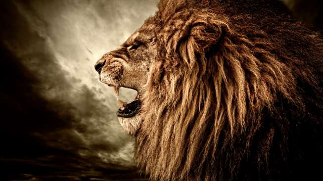 Lion King dan 5 Mitos Keliru tentang Singa