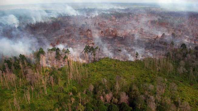 Hutan di Riau Terbakar Lagi