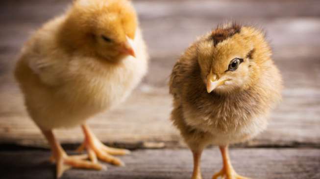 Gemas! 500 Anak Ayam Warna-Warni Asal Makassar "Wajib Lapor" di Timika