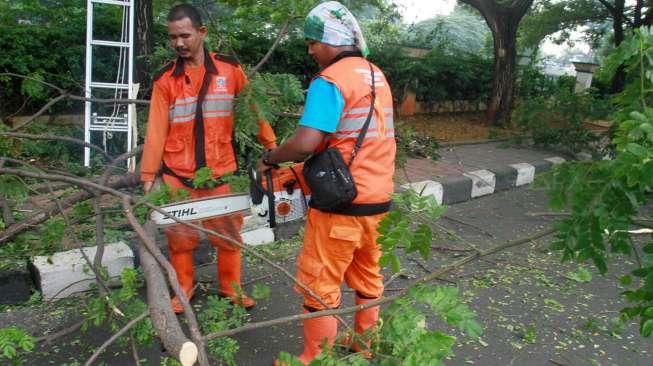 Ditiup Angin, Pohon Tua Tumbang di Hang Lekir, Tiga Mobil Ringsek