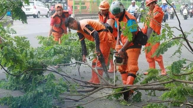 Sejumlah pohon tua dipotong agar tak mudah tumbang ketika diterpa angin kencang.