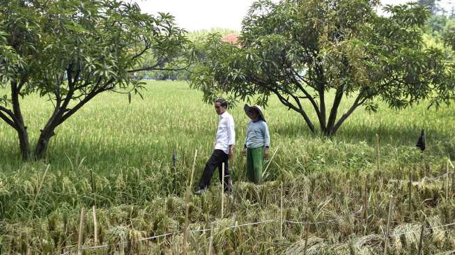 Musim Tak Menentu dan Hama, Produksi Beras Turun