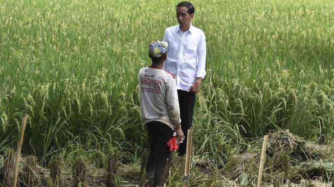 Presiden Jokowi Sapa Petani