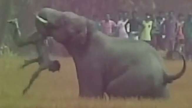 Gajah Ngamuk Masuk Kampung, 5 Orang Tewas Terinjak