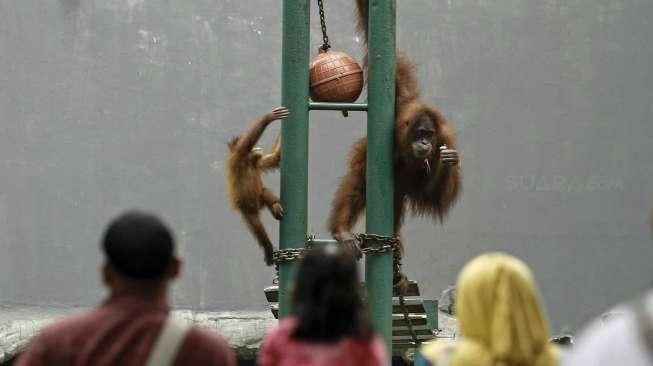 Warga memanfaatkan hari libur Paskah dengan mengunjungi lokasi wisata Kebun Binatang Ragunan di Jakarta, Jumat (25/2/2016). [Suara.com/Kurniawan Mas'ud]