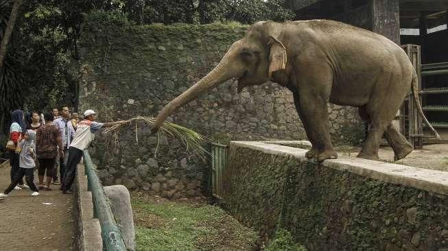 Hari Ini, Puluhan Ribu Orang Kunjungi Satwa Ragunan