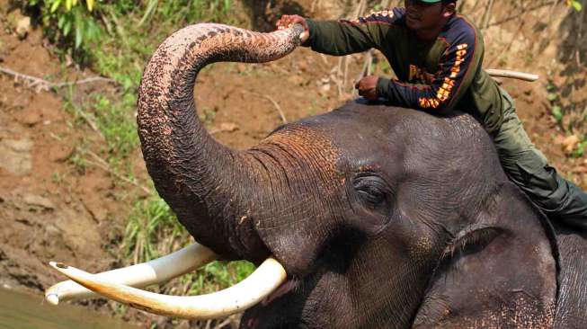 Patroli Gajah Liar di Aceh