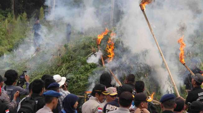 Polda Aceh memusnahkan ladang ganja seluas 189,5 hektar yang tersebar pada 23 titik.