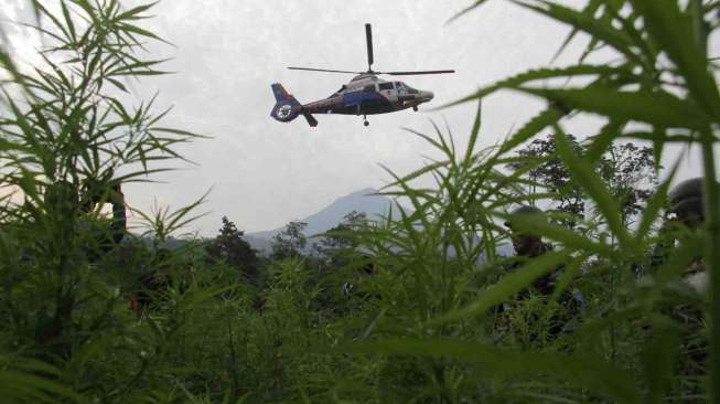 Polri Musnahkan Ladang Ganja Aceh