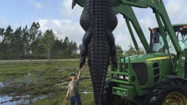 Buaya "Monster" Dibunuh dalam Perburuan