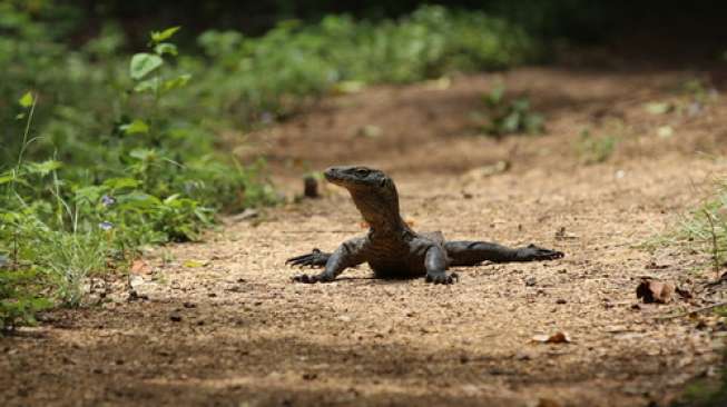 Studi: Darah Komodo Bisa Jadi Obat Baru