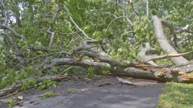 Angin Kencang Tumbangkan Pohon di Kapanewon Cangkringan dan Pakem, Sempat Akibatkan Mati Listrik