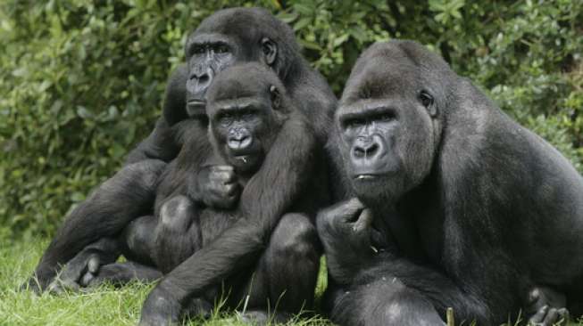 GAWAT! 13 Gorila Positif COVID-19 di Kebun Binatang karena Tertular Staf BonBin Atlantis