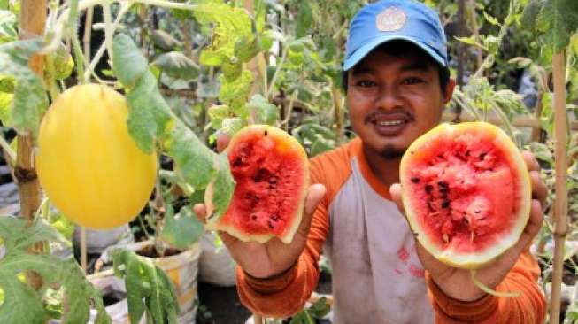 Ini Jadinya Jika Semangka Dikawinkan dengan Melon