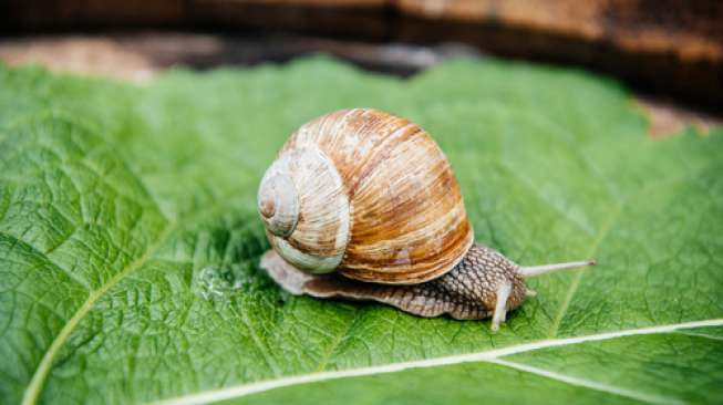 Tips Mengusir Siput di Taman Rumah