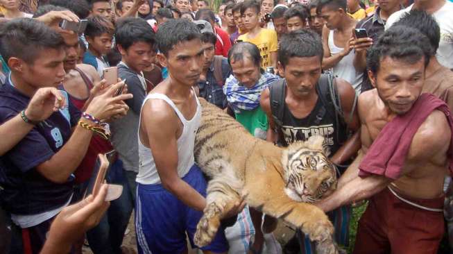 Berbulan-bulan Dikarantina, Harimau Sumatra Korban Jerat Akhirnya Mati