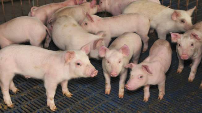 Ilustrasi babi, binatang yang diyakini para ilmuwan bisa dijadikan inkubator organ tubuh manusia (Shutterstock).