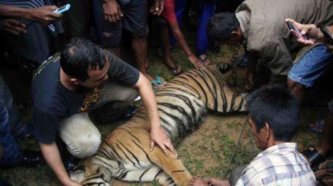 Perut Tersayat Jerat, Harimau Bunting Mati Mengenaskan di Riau