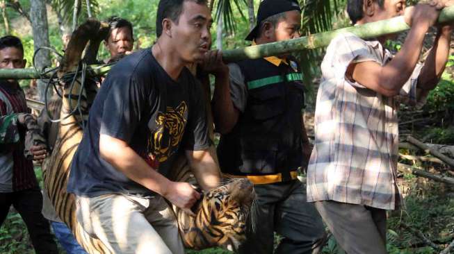 Harimau tersebut masuk perangkap besi milik Badan Konservasi Sumber Daya Alam.