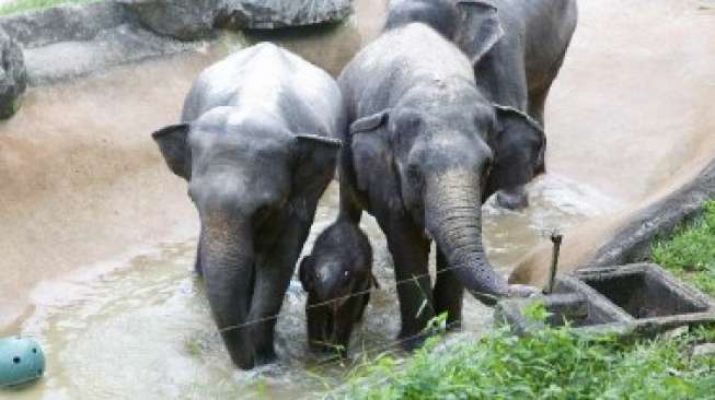 Lucunya Penampilan Perdana Bayi Gajah di Night Safari Singapura