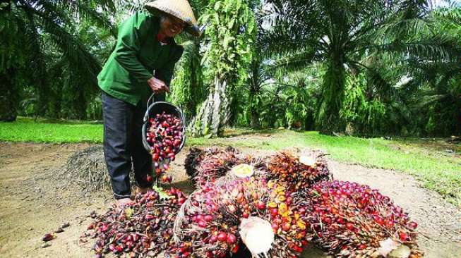 Petani sawit sedang memanen buah kelapa sawit. [dipenda.pekanbaru.go.id]