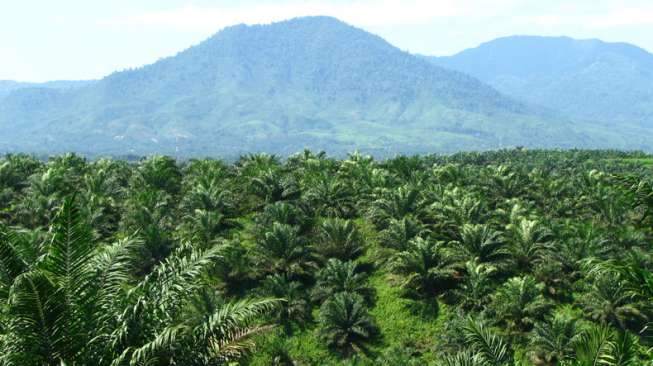 Protes Tandan Buah Segar Dihargai Rp300 per Kilogram, Petani Inhul Bakar Ratusan Pohon Sawit