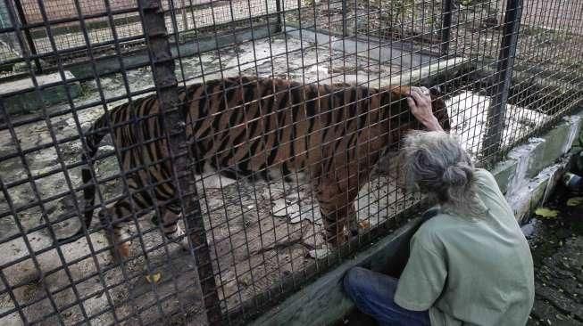 Hari Harimau Sedunia 2016