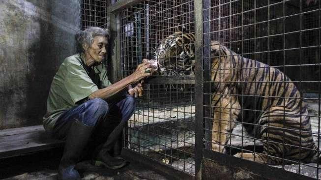 Hari Harimau Sedunia 2016