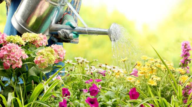 Hal Dasar yang Perlu Diperhatikan Saat Berkebun di Rumah