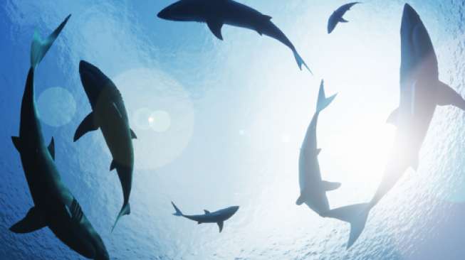 Ilustrasi ikan-ikan hiu (Shutterstock).