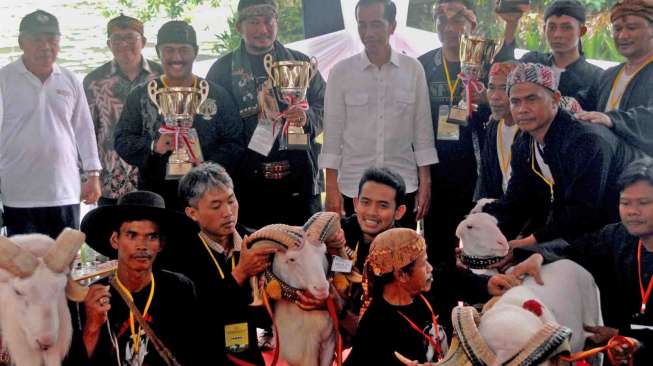 Jokowi Gelar Lomba Domba Garut