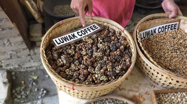 Kopi Luwak di Indonesia Diduga Banyak yang Palsu, Ini Alasannya