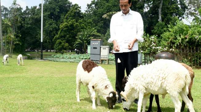 Jokowi Kampanyekan Makan Daging Kambing