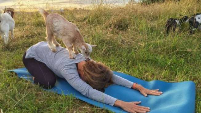 Tempat Ini Tawarkan Sensasi Unik, Yoga Ditemani Kambing