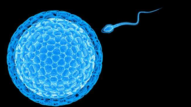 Ilustrasi sebuah sel telur dan sperma (Shutterstock).