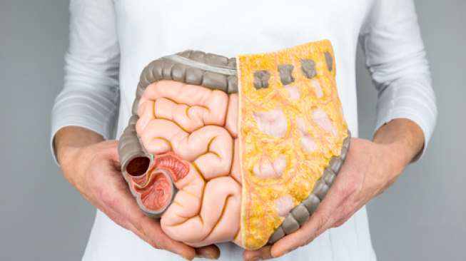 Mengetahui Sistem Pencernaan Manusia, Proses Panjang Mengolah Makanan di Dalam Tubuh