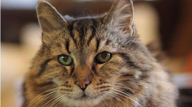 Wow, Kucing Ini Berulang Tahun ke 139 Tahun, Percaya?
