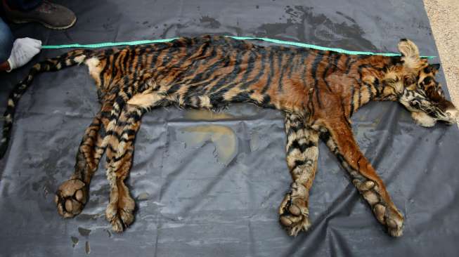 Petugas Ditreskrimsus Polda Sumut menunjukkan barang bukti kulit harimau Sumatera (Panthera tigris sumatrae) dalam gelar kasus di Mapolda Sumatera Utara, Medan, Senin (17/10/2016). [Antara/Irsan Mulyadi]