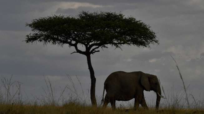 Gajah liar di Maasai Mara, Kenya. (AFP)