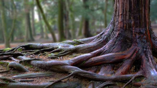  Cara  Mencegah Akar Pohon yang Merusak Fondasi Rumah 