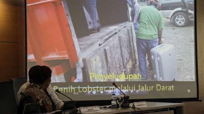 Penyeludupan Benih Lobster Rp 33 Milyar Digagalkan